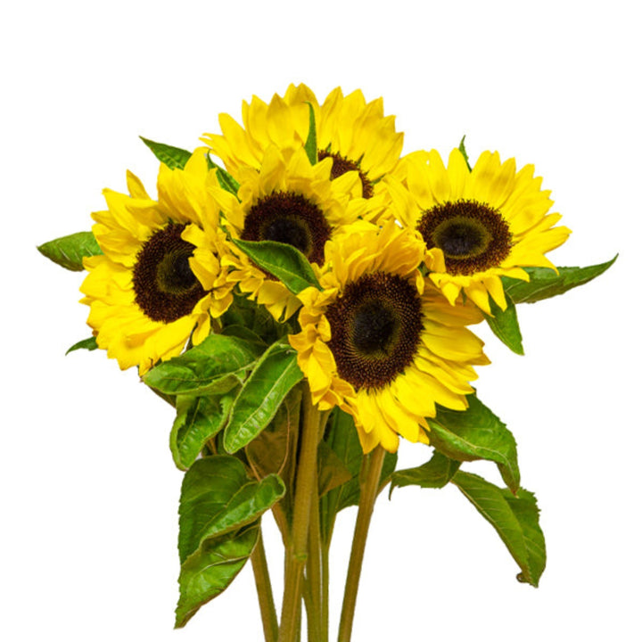 Bright yellow Sunrich Lemon sunflower stems with vibrant blooms, arranged in a bouquet by Flowranow.
