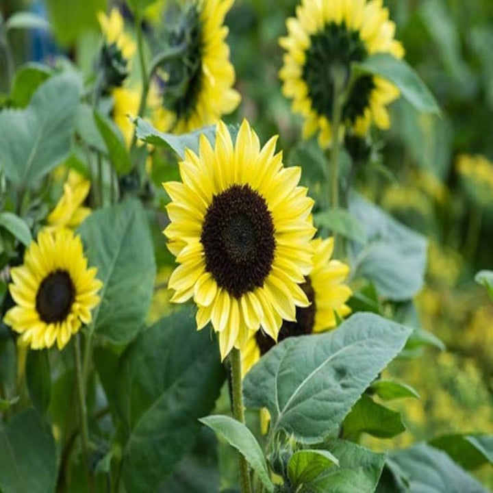 Sunrich Lemon sunflower stems by Flowranow, featuring vibrant yellow blooms and lush green leaves, arranged in a bouquet.