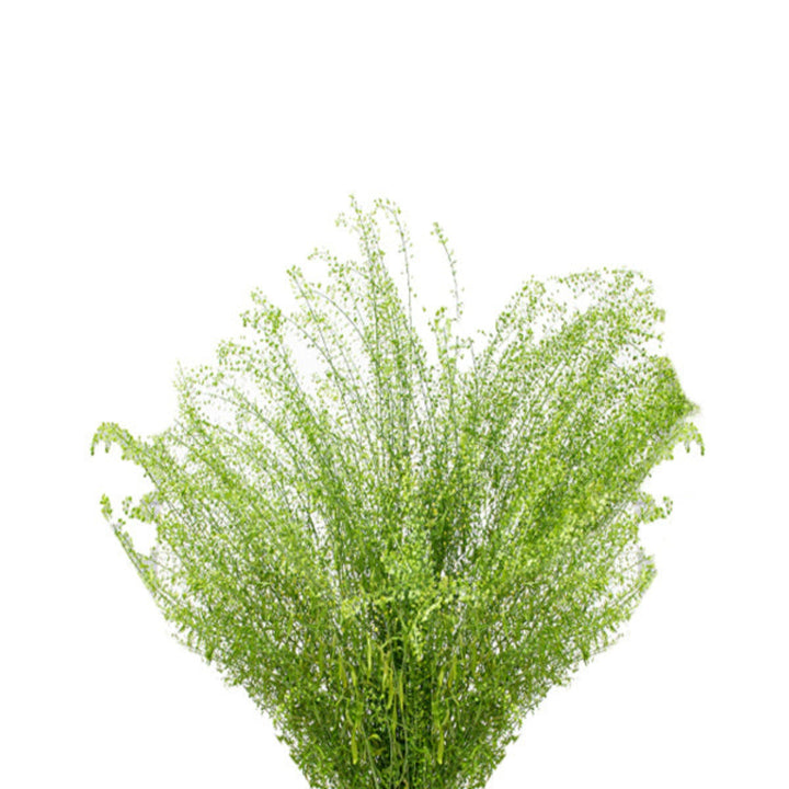 Green Bell Thlaspi Lepidium flower stems, 10-pack from Black Tulip, showcasing vibrant green bell-shaped blooms.