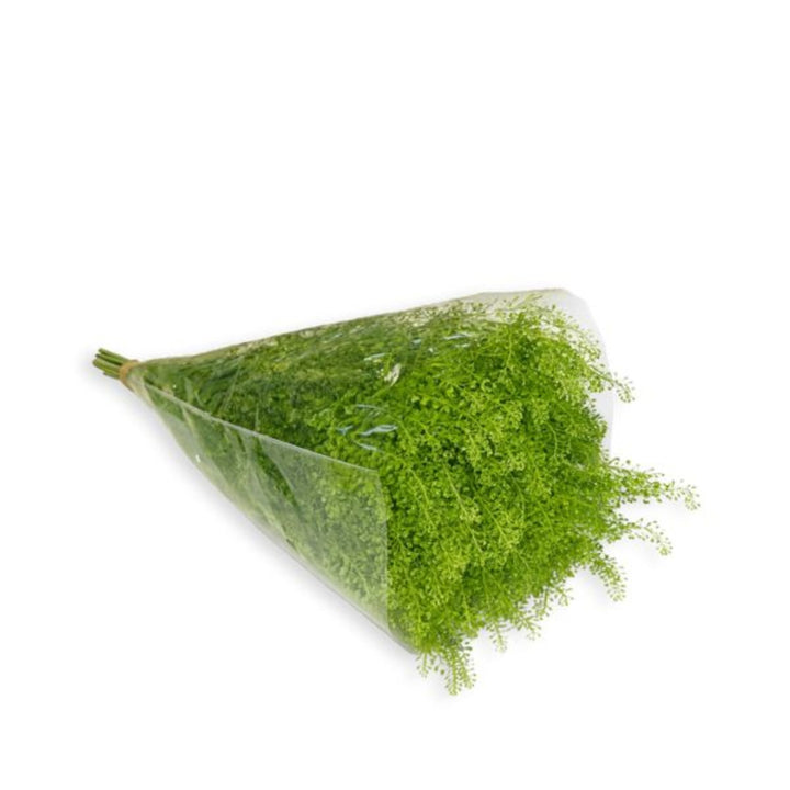 Green Bell Thlaspi flower stems by Black Tulip, showing fresh, vibrant green leaves and delicate flower buds.