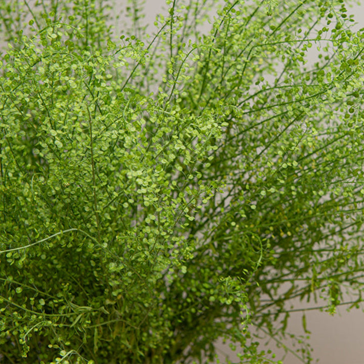 Green Bell Thlaspi and Lepidium flowers on 10 stems, vibrant fresh flower arrangement by Black Tulip.