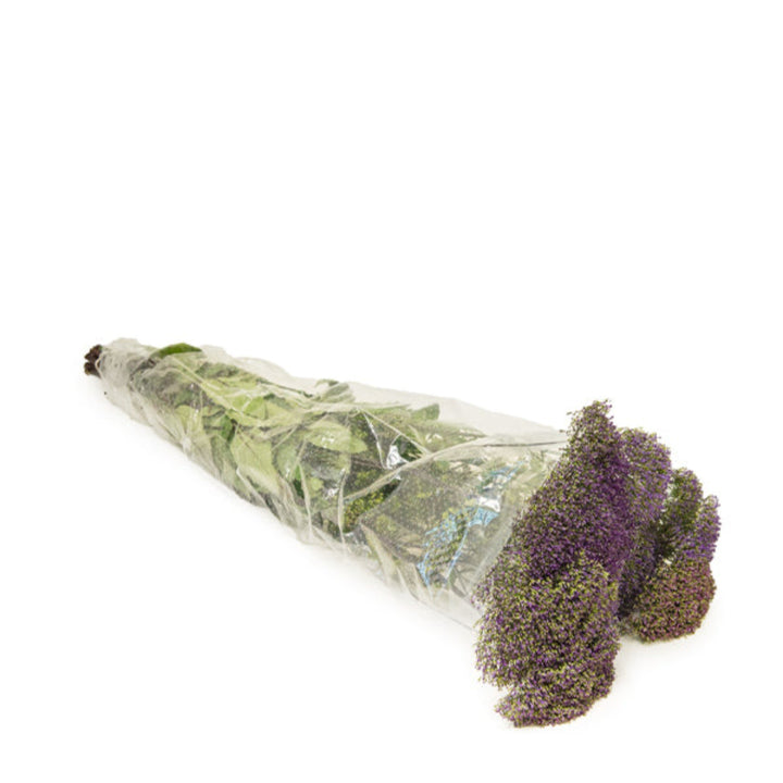 Blue Trachelium flower stems by Black Tulip, showing vibrant blue blossoms and lush green foliage, arranged in a bouquet.