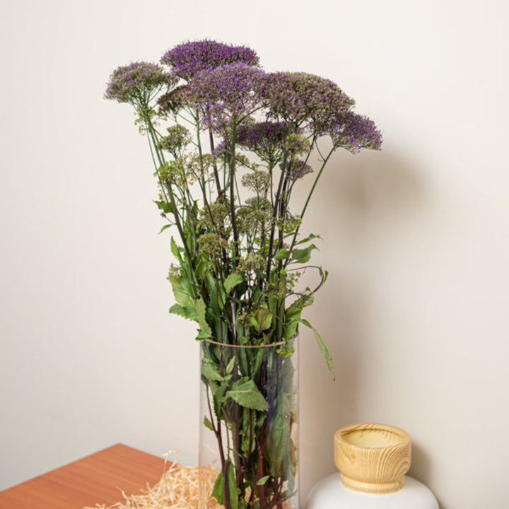 Blue Trachelium flowers on 10 stems from Black Tulip, showcasing vibrant blue blooms and green foliage in a natural arrangement.