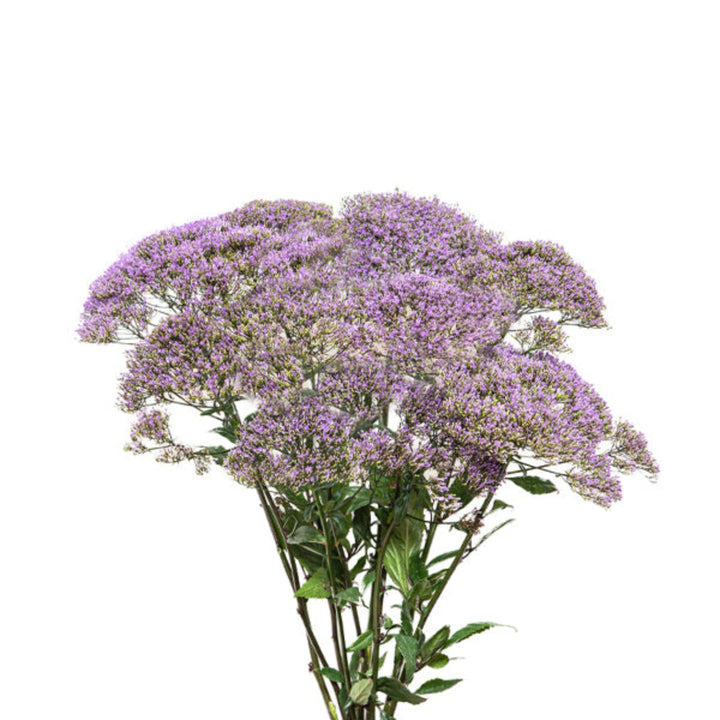 Purple Trachelium flower stems from Black Tulip, showcasing vibrant blooms and lush green foliage on 10 stems.