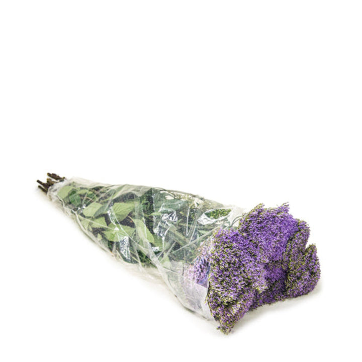 Purple trachelium flower stems from Black Tulip, showing vibrant blooms on multiple stems.