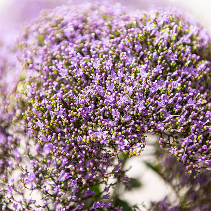 Purple Trachelium flower stems from Black Tulip, showcasing vibrant blooms and green stems, arranged for floral display.