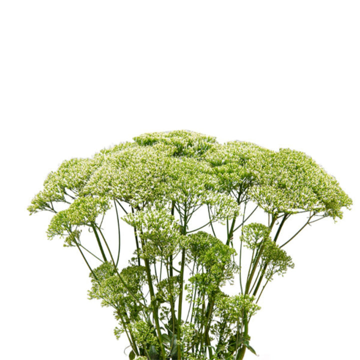 White trachelium flowers with 10 stems, showcasing delicate clusters and lush green foliage, from Black Tulip flower brand.