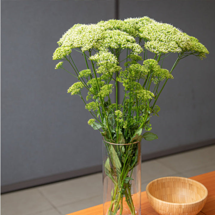 White trachelium flowers with 10 stems, fresh and vibrant, arranged for floral decoration by Black Tulip.