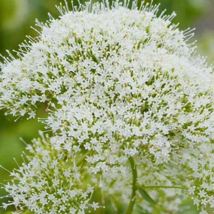 White trachelium flowers on 10 stems from Black Tulip, showcasing delicate clustered blooms perfect for floral arrangements.