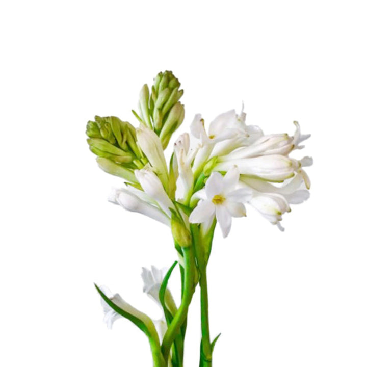 Fresh Flower Holland tuberose stems with white, fragrant blossoms arranged in a bouquet, ready for floral arrangements.