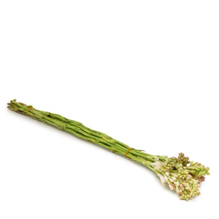 Fresh Flower Holland tuberose stems, 10 fragrant white flowers with lush green leaves, perfect for floral arrangements.