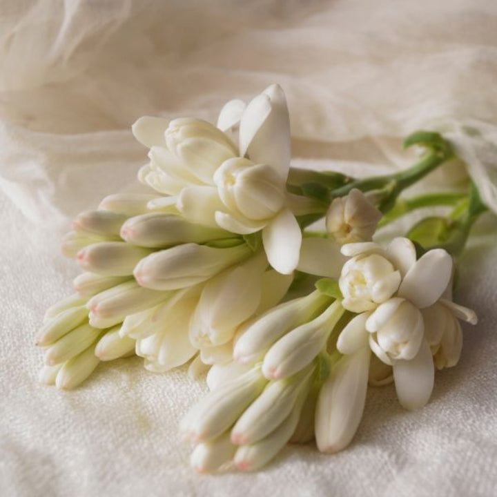 Fresh Flower Holland tuberose stems with fragrant white flowers, 10-stem bouquet for floral arrangements.