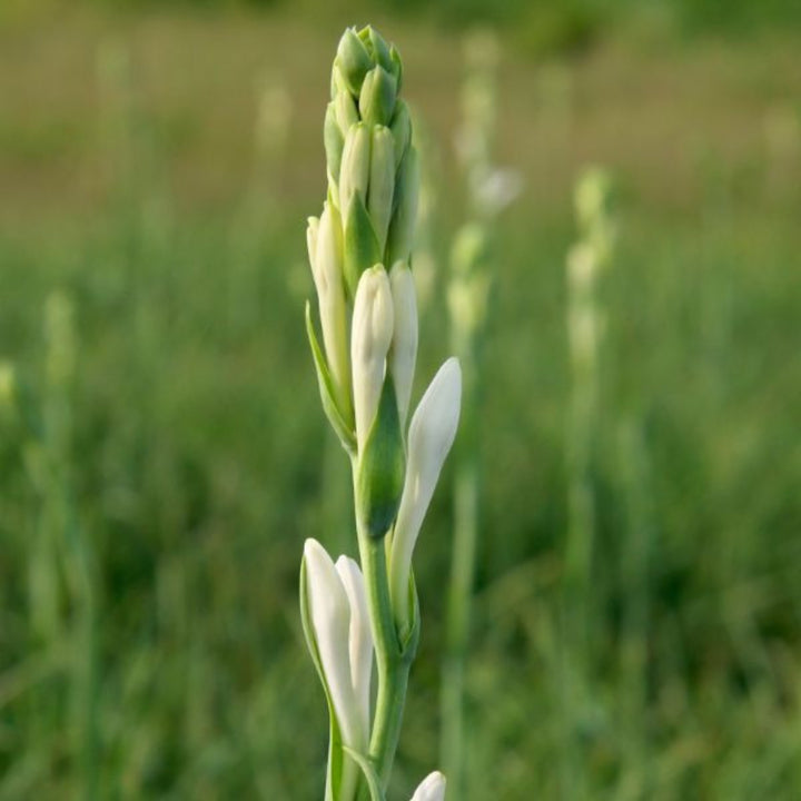 Fresh Tuberose flowers with 10 stems from Fresh Flower Holland, showcasing white blossoms arranged naturally.