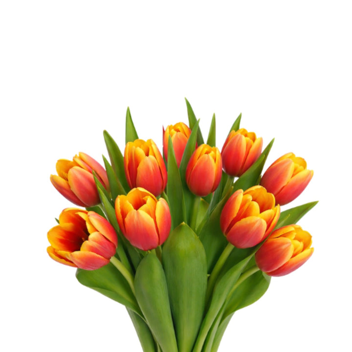 Fresh Flower Holland tulips from Denmark, 10 stems of vibrant, colorful spring flowers arranged in a bouquet.