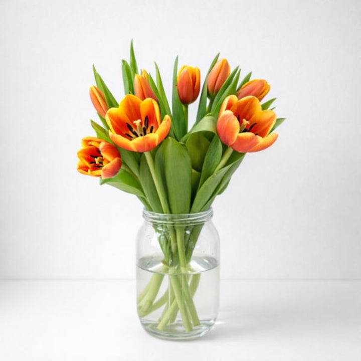 Fresh Flower Holland tulips in Denmark, 10 stems of vibrant, colorful flowers arranged in a bouquet.