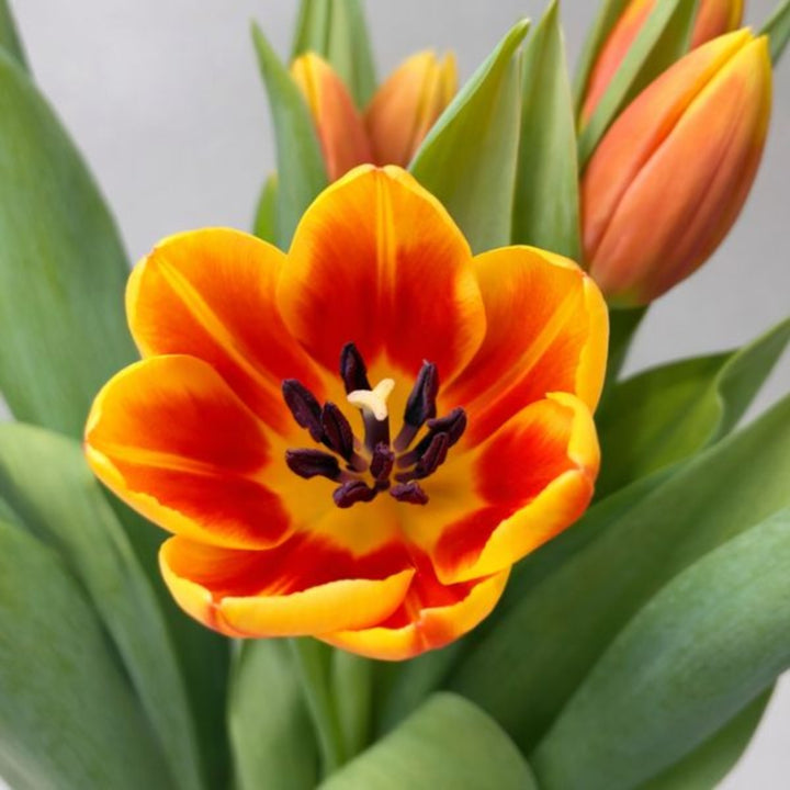 Fresh Flower Holland tulips in Denmark, 10 stems of vibrant, colorful flowers arranged in a bouquet.