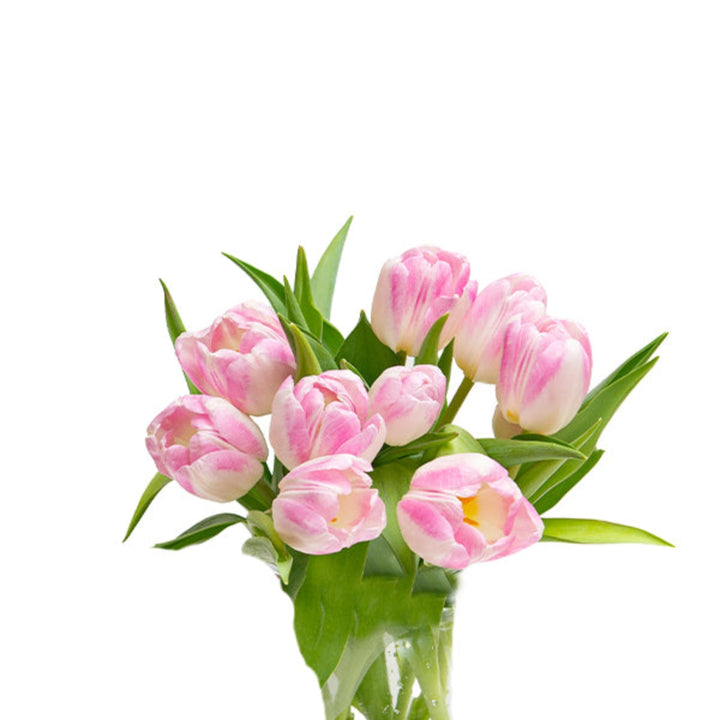 Fresh Flower Holland Dynasty/Milkshake tulips, 10 stems with vibrant blooms and green leaves arranged naturally in a bouquet.