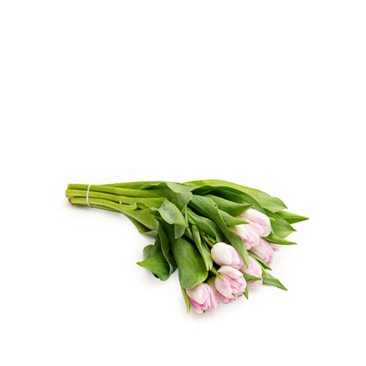 Fresh Flower Holland Dynasty and Milkshake tulips in a bouquet of 10 stems, showcasing vibrant, colorful flower blooms.