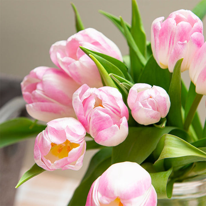 Fresh Flower Holland Dynasty and Milkshake tulips, 10 stems, vibrant spring flowers in a close-up view