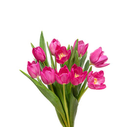 Tulips, Fuchsia Pink, 10 Stems