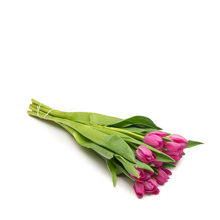Fuchsia pink tulips from Fresh Flower Holland with 10 stems, fresh and vibrant, displayed in a natural arrangement.