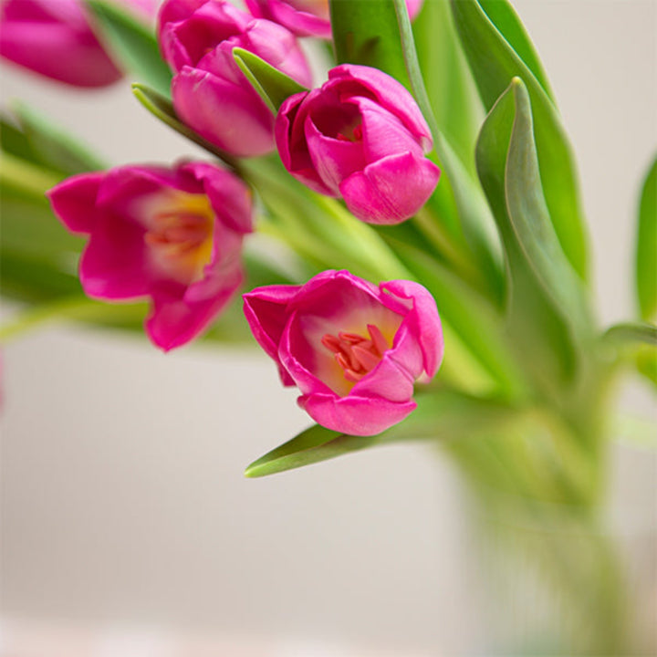 Fuchsia pink tulips from Fresh Flower Holland with 10 stems, arranged in a bouquet ready for display or gift.