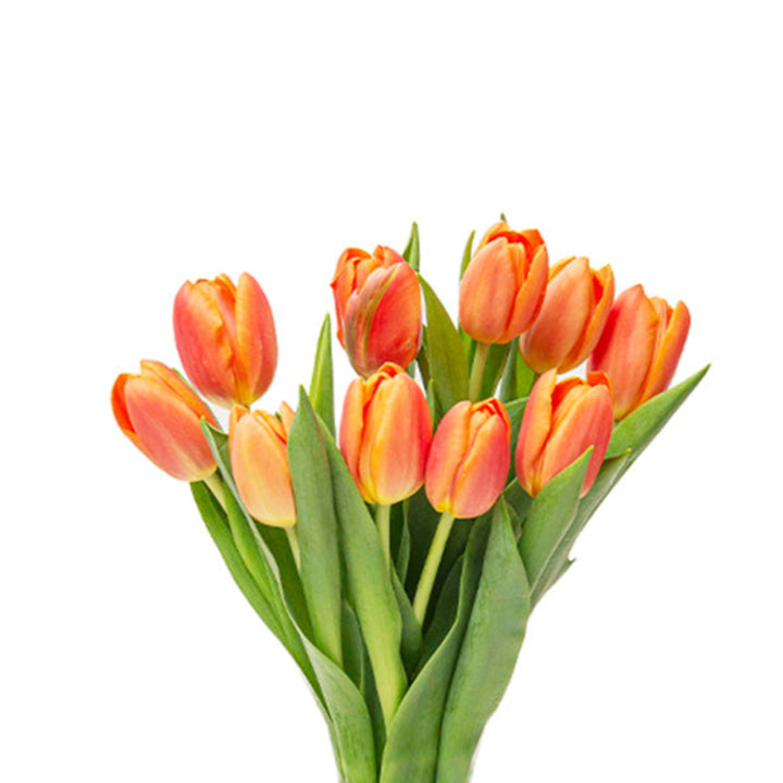 Bright orange tulips from Fresh Flower Holland, 10 stems of fresh, vibrant flowers arranged in a bouquet.