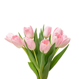 Tulips, Pink, Dynasty, 10 Stems