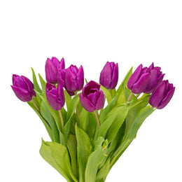Tulips, Purple Prince, 10 Stems