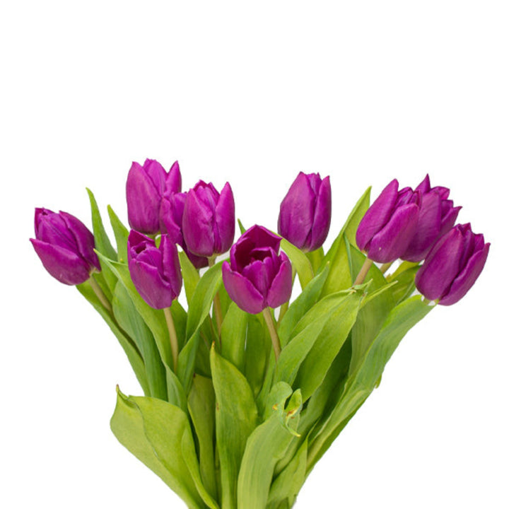 Purple Prince tulips from Fresh Flower Holland, 10 stems, vibrant purple flowers arranged in a bouquet.