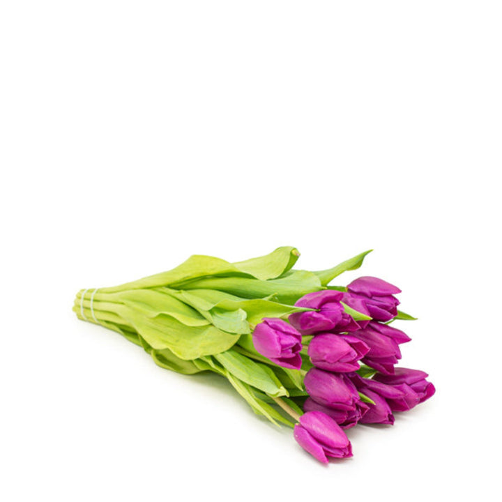 Fresh Flower Holland Purple Prince tulips with 10 stems, vibrant purple flowers arranged in a bouquet.