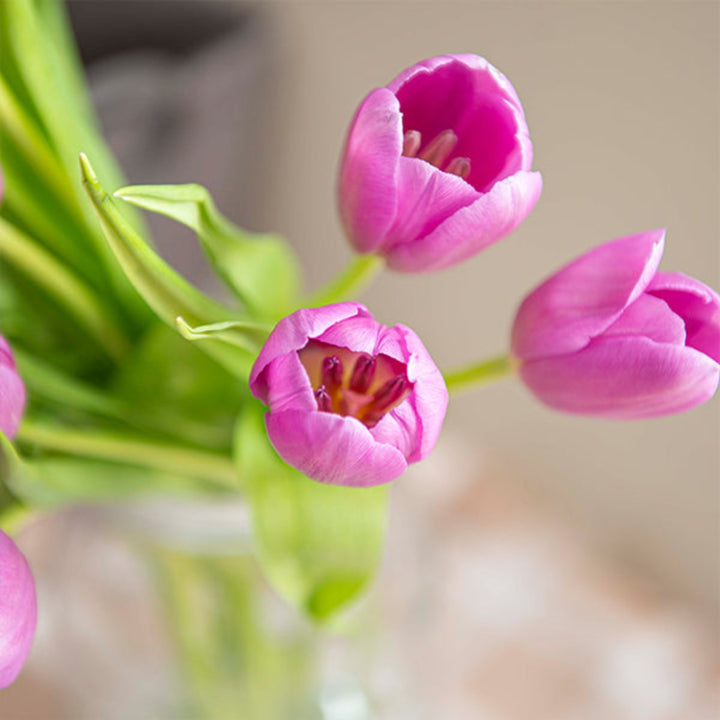 Fresh Flower Holland Purple Prince tulips, 10 stems, vibrant purple flower bouquet with lush green leaves.