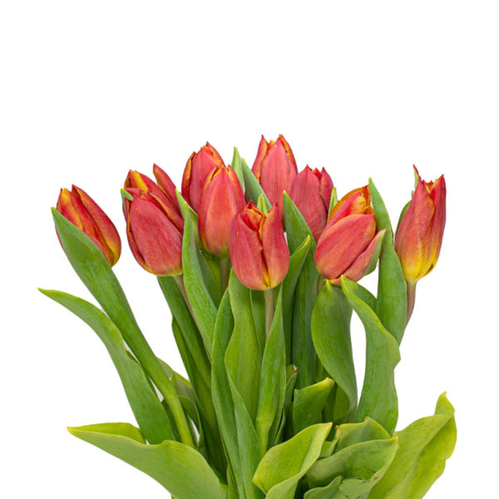 Red tulips from Fresh Flower Holland, 10 stem bouquet, vibrant spring flowers arranged in a natural display.