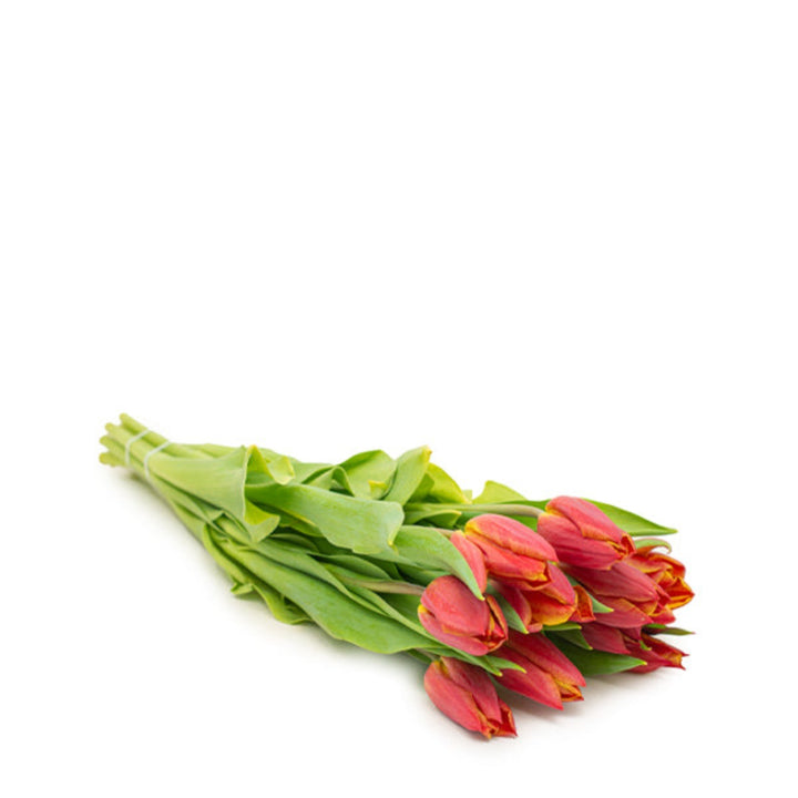 Red tulips from Fresh Flower Holland with 10 stems, vibrant blossoms arranged in a bouquet, perfect for spring decor.