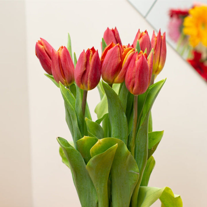 Bright red tulips from Fresh Flower Holland arranged in a bouquet with green stems and leaves, ready for decoration or gift.
