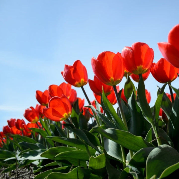 Red tulips from Fresh Flower Holland with 10 stems, showcasing vibrant blossoms and green foliage on a neutral background.