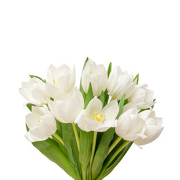Tulips, White, Royal Virgin, 10 Stems