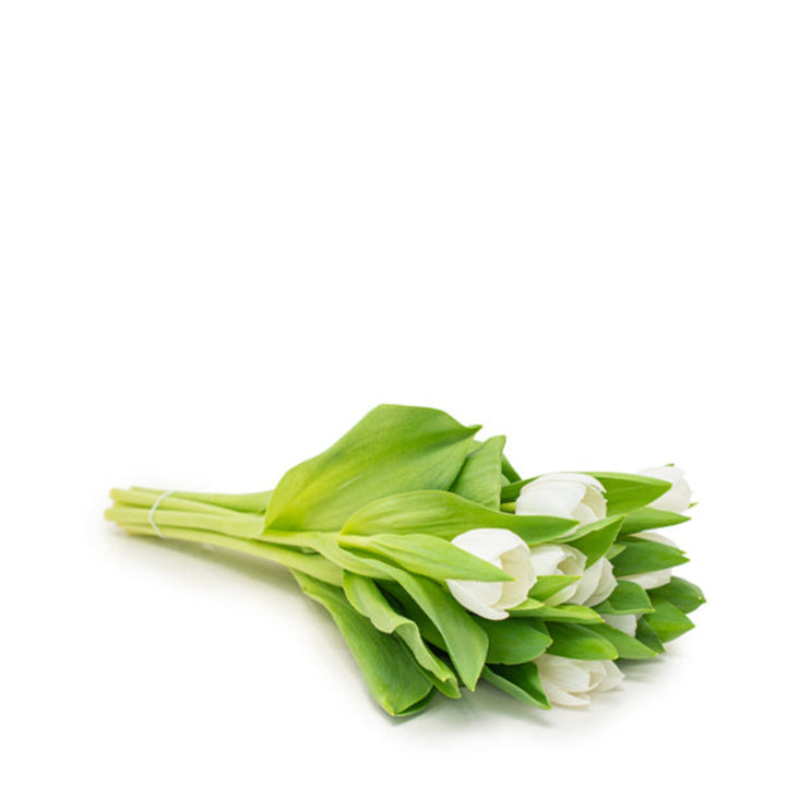 White Royal Virgin tulips from Fresh Flower Holland in a bouquet of 10 stems, showcasing elegant, fresh spring flowers.