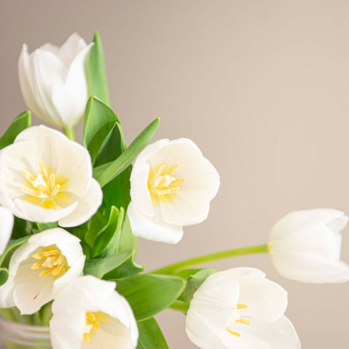 White Royal Virgin tulips from Fresh Flower Holland, 10 stems of fresh, elegant flowers with vibrant green leaves.