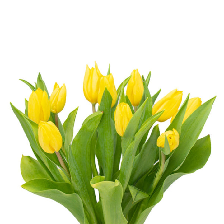 Bright yellow tulips from Fresh Flower Holland, 10 stems of vibrant strong gold flowers arranged in a bouquet.