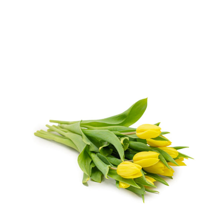 Bright yellow tulips from Fresh Flower Holland with 10 strong gold stems, showcasing vibrant blossoms and green foliage.