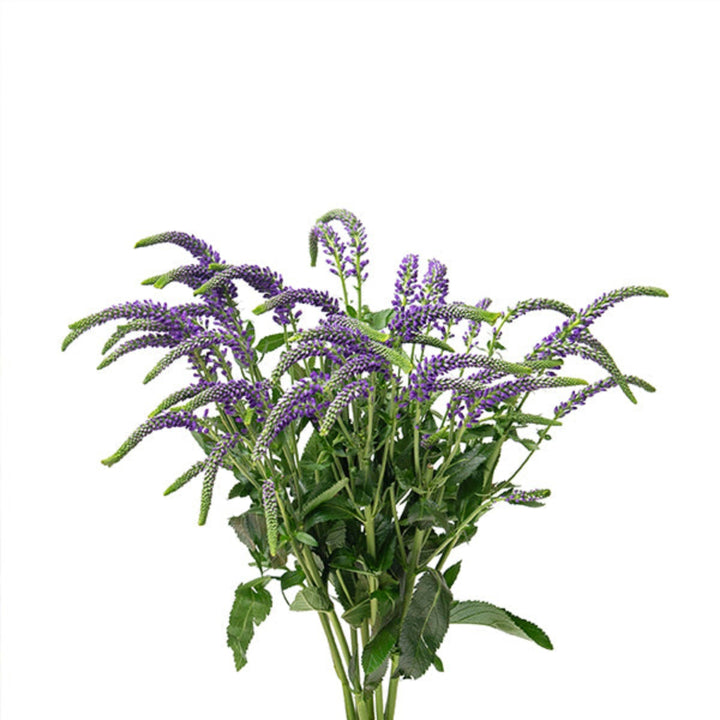 Purple Veronica Spray flowers from Black Tulip with 10 stems, showing vibrant purple blooms on slender green stems.
