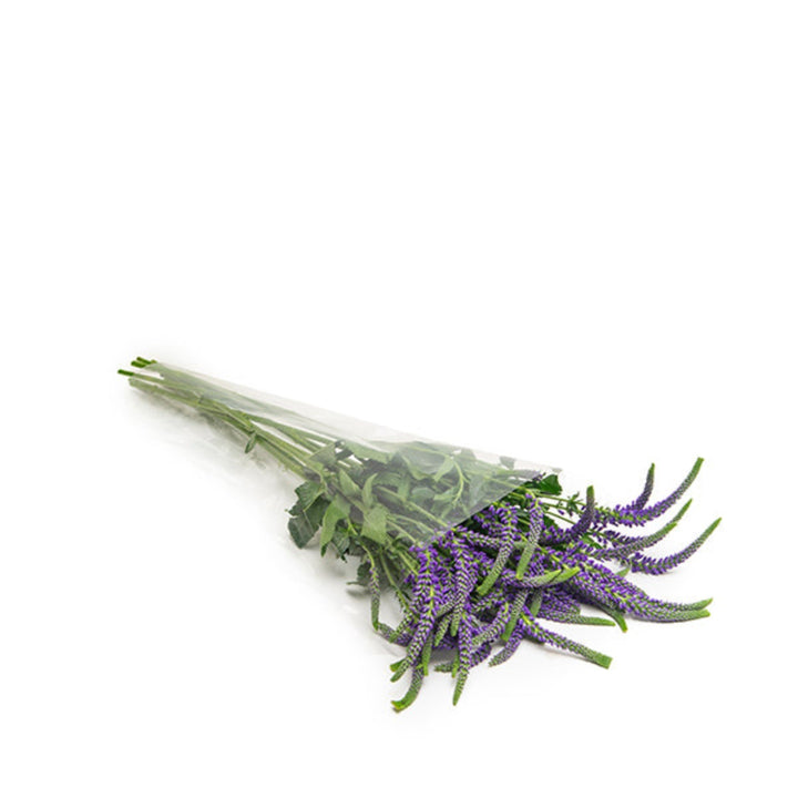 Purple Veronica Spray flowers from Black Tulip with 10 stems, displaying vibrant, elongated flower spikes on green stems.