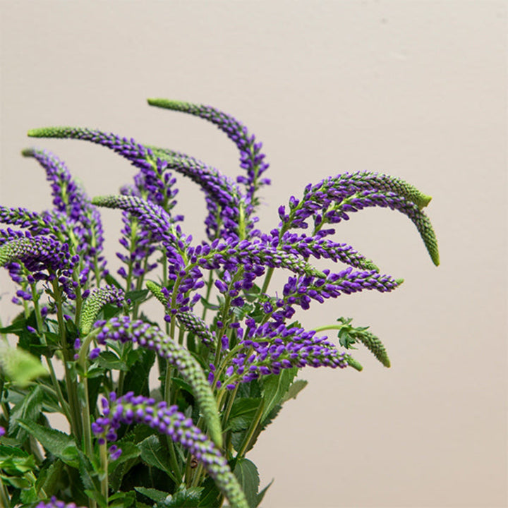 Purple Veronica Spray flowers from Black Tulip with 10 stems, featuring vibrant, elongated flower spikes ideal for floral arrangements.