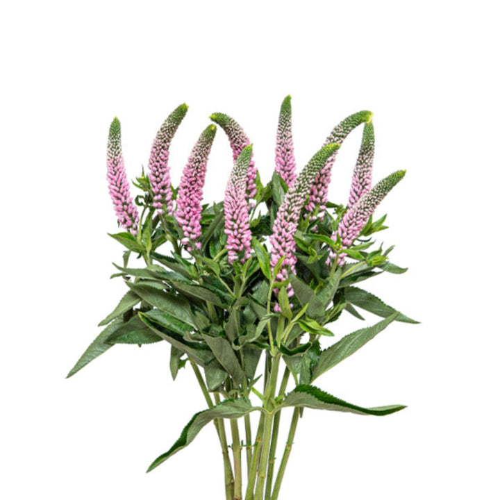Light pink Veronica flower stems from Fresh Flower Holland, featuring 10 elegant, delicate blooms on long stems.