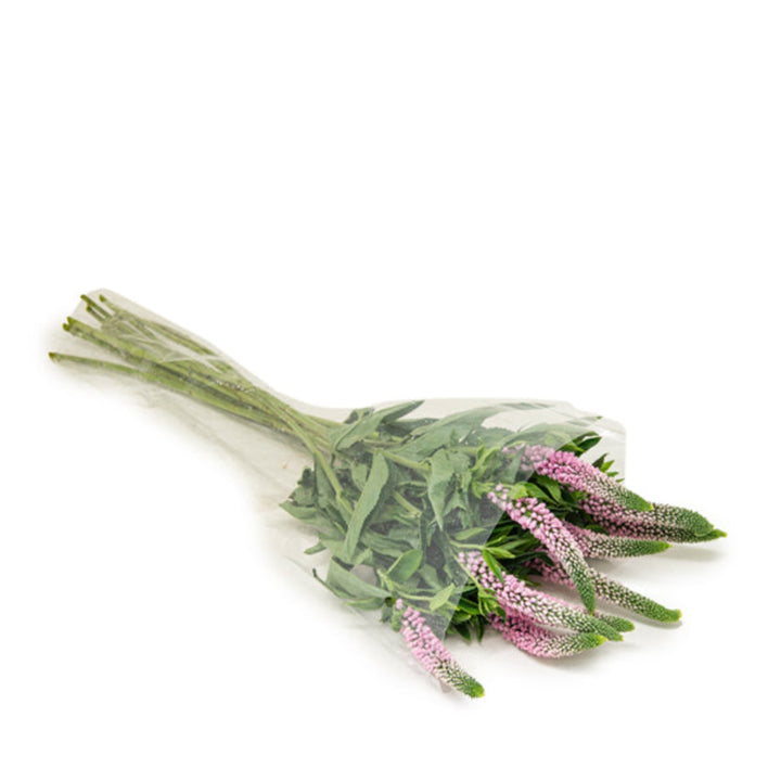 Light pink Veronica flowers from Fresh Flower Holland, 10 stems, showcasing delicate, elongated blooms ideal for floral arrangements.