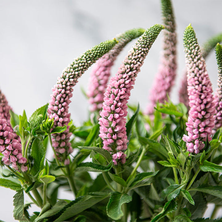 Light pink Veronica flowers with 10 stems from Fresh Flower Holland, showcasing delicate, elongated blooms on a natural display.
