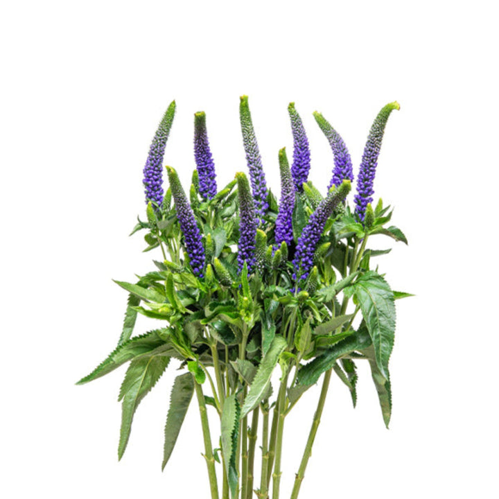 Fresh Flower Holland Veronica purple flower stems, 10 stems of vibrant purple flowers for floral arrangements.