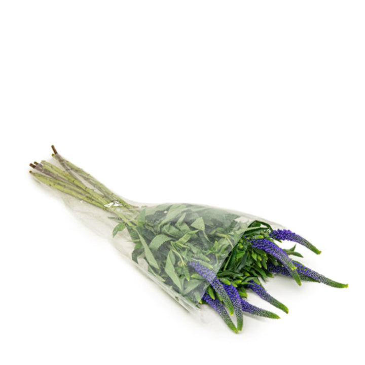 Purple Veronica flower stems from Fresh Flower Holland, showcasing 10 vibrant flower stems in a natural arrangement.
