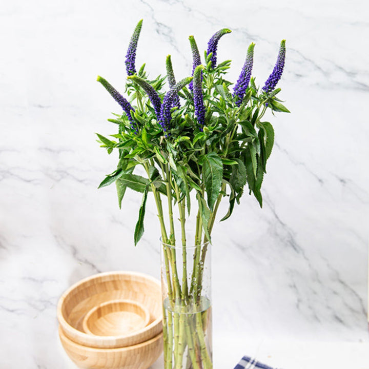 Fresh Flower Holland Veronica purple flower stems, 10-pack, vibrant blooms with lush green leaves, ideal for floral arrangements.